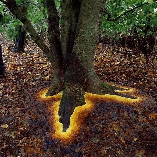 4. Sanatçı Andy Goldsworthy, ağacın tabanındaki yaprakları renklerine göre düzenleyerek bu inanılmaz yanılsamayı yaratıyor.