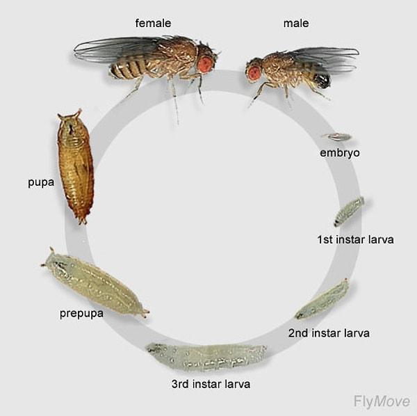 12 yıllık çalışmanın ardından, Birleşik Krallık, ABD ve Almanya'dan büyük bir araştırma ekibi, bir meyve sineği larvasının beynindeki her sinirsel bağlantıyı tanımlayan, bugüne kadarki en büyük ve en karmaşık beyin haritasını çıkardı.