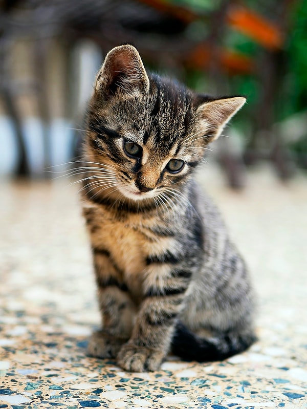 25 Şubat günü gerçekleşen olayda Lee, yeni bir kedi ‘sahiplenmek’ için yola çıkmıştı.