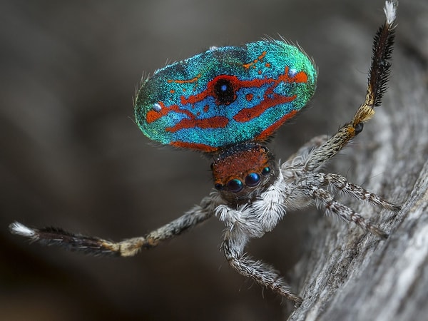 14. ПРАВДА или ЛОЖЬ: у паукообразных шесть ног.