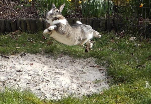 5. Tavşanlar mutluluktan havalara uçar.