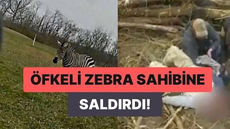 Evcilleştirdiği Zebra Tarafından Saldırıya Uğrayan Adam Neredeyse Kolunu Kaybedecekti!