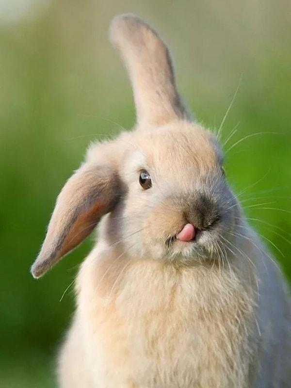 14. Tavşanların kulakları serin kalmalarına yardımcı olur.
