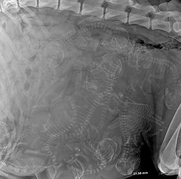 14. Hamile bir köpeğin röntgen görüntüsü;