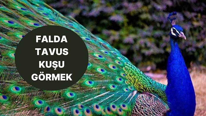 Falda Tavus Kuşu Görmek Ne Anlama Gelir? Elinize Hiç Beklemediğiniz Bir Anda Para Gelecek!