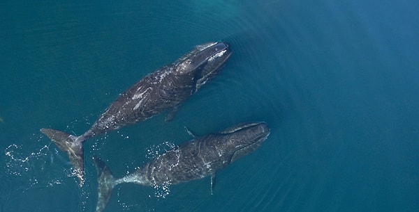 4. Dünyada en uzun yaşam süresine sahip olan memeli türü, 200 yıldan uzun ömürleri ile Grönland balinaları.