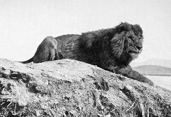 5. Cezayir'in Fransa mandası altında olduğu dönem çölde dinlenen bir berberi aslanı, arkada ise Amour sıradağları gözüküyor. (1893)