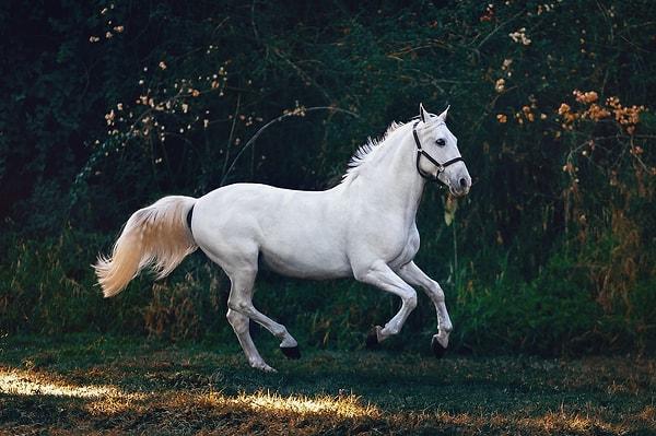 17. Atlar fiziksel olarak kusamazlar.