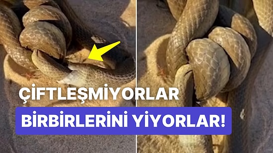 Çiftleşiyor Gibi Görünen İki Ölümcül Yılanın Aslında Birbirlerini Yediği Korkunç Anlar İzleyenleri Şoke Etti