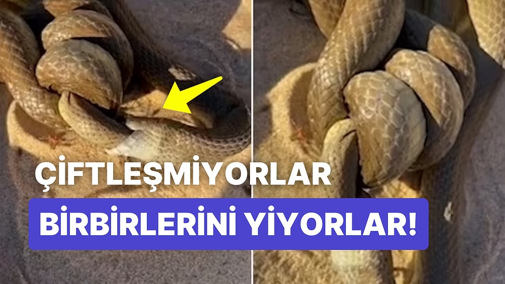 Çiftleşiyor Gibi Görünen İki Ölümcül Yılanın Aslında Birbirlerini Yediği Korkunç Anlar İzleyenleri Şoke Etti