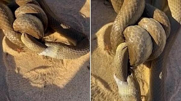 Batı Avustralya'daki bir sahilde akşam yürüyüşüne çıkmak isteyen adam iki yılanla karşılaştı. Adam, dünyanın ender ölümcül yılanlarının korkunç görüntüsü karşısında şoke olduğunu dile getirdi.