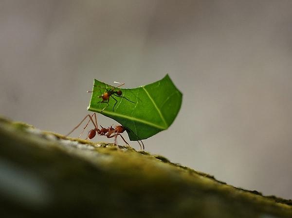 5. ABD'de görülen bir karınca türünün insanlardan çok önce tarım yapmaya başladığı keşfedildi!