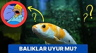 Su Altı Dünyasının Esrarengiz Canlılarından Olan Balıklar Uyur mu?