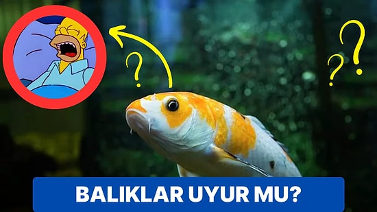 Su Altı Dünyasının Esrarengiz Canlılarından Olan Balıklar Uyur mu?