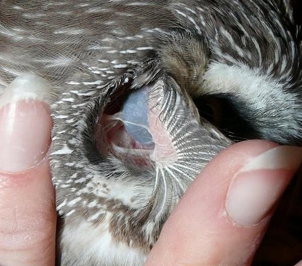 1. Bir baykuşun gözü kulaklarından görülebilir.