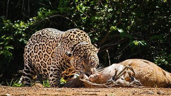 11. Tapir yiyen bir jaguar: