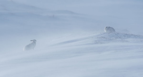 Второе место в категории «Среда обитания» — «Смотря на тебя», Питер Варфоломей