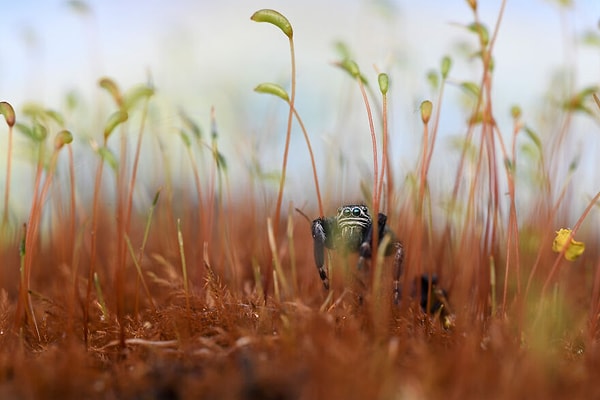 Второе место в категории «Невидимая Британия» — «Металлический паук-скакун во мху», Уилл Аткинс