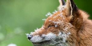 Лучшие фото дикой природы: British Wildlife Photography Awards 2023 объявила победителей