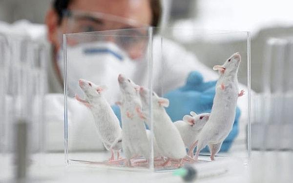 Araştırma boyunca yüksek yağlı bir batı diyeti yiyen farelere, altı hafta boyunca her üç günde bir "mucizevi ilaç" uygulandı.