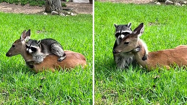 12. Джаспер обнимает своего лучшего друга