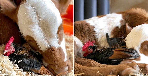 19. Они любят вот так нежиться вместе