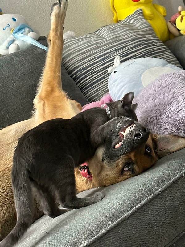 23. Не мог позволить себе еще одну собаку, но нашел ему друга