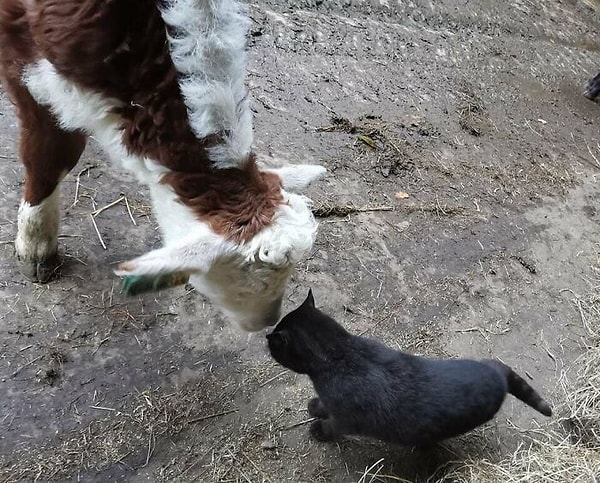 37. Надин и Смоки