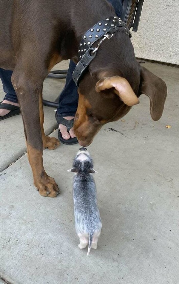 43. Крид встречает свою новую сестренку