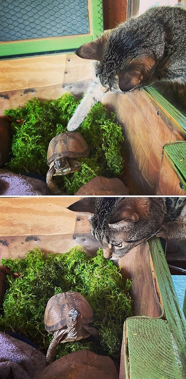 46. Самый милый дуэт