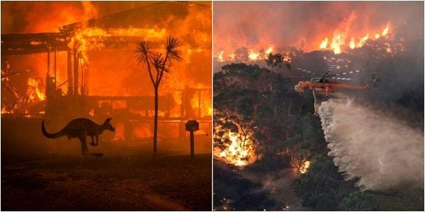 Daha önce Avustralya'daki orman yangınları 240 gün sürmüş ve milyonlarca canlı telef olmuştu...