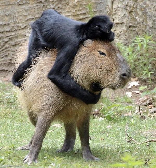13. Uysal ve sakin özelliklerinden dolayı gezegendeki en arkadaş canlısı hayvan olarak kabul edilen Kapibaralar 👇