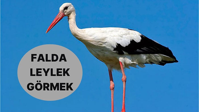 Falda Leylek Görmek Ne Anlama Gelir? Mutlu Olacağınız Hayırlı Bir Haber Duymaya Hazır Olun!