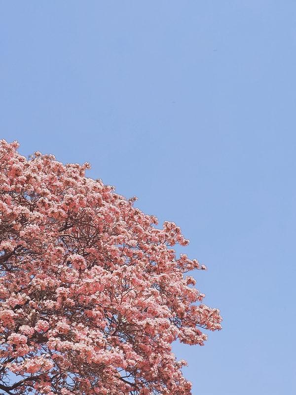 Sakura, güneyde mart ayında açmaya başlarken kuzeyde ise mayıs ayında başlıyor.