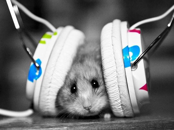 Hamsterlar hip-hop ve rap müzik seviyor!