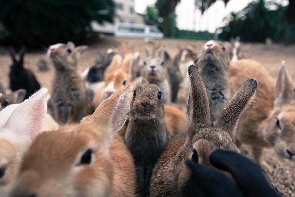 Alexandre Berthier av partisi için yüzlerce, hatta bazı kaynaklara göre binlerce tavşan toplatmıştı.