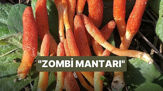 The Last Of Us Dizisiyle Gündeme Gelen "Zombi Mantarı" İstanbul'da Görüldü