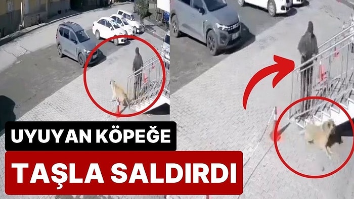 Sivas'ta, Kaldırımda Uyuyan Köpeğe Taşla Saldırdı