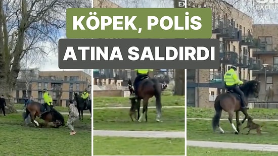 İngiltere'de Hakan Niyazi İsimli Bir Adamın Köpeği Polis Atına Saldırdı