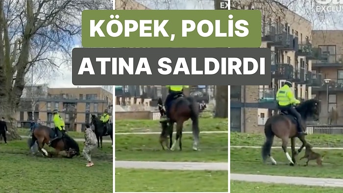 İngiltere'de Hakan Niyazi İsimli Bir Adamın Köpeği Polis Atına Saldırdı