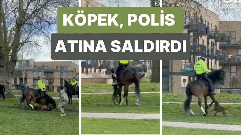 İngiltere'de Hakan Niyazi İsimli Bir Adamın Köpeği Polis Atına Saldırdı