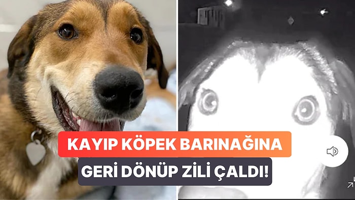 Eski Barınağına Geri Dönüp Yardım İçin Kapı Zilini Çalan Kayıp Köpek Bailey Herkesi Hayrete Düşürdü