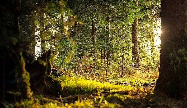 Kure Mountains National Park-Kastamonu