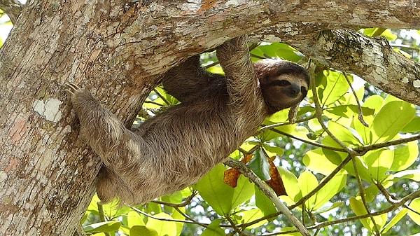 12. Tembel hayvanlar idrarlarını ve dışkılarını yapmak için haftada bir kez ağaçtan inerler.