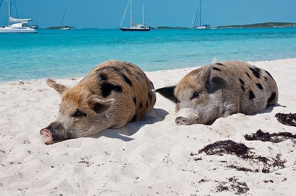 20. Bahamalar'ın bir adasında yer alan Domuz Plajı'nda sadece domuzlar yaşıyor.