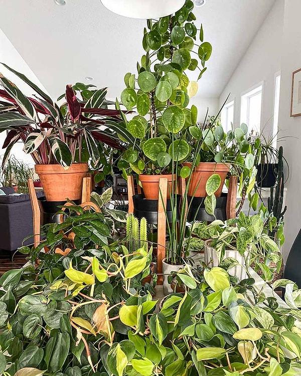 Kontrol etmeniz gereken son şey, evinizdeki bitki türünün tipik ömrüdür.