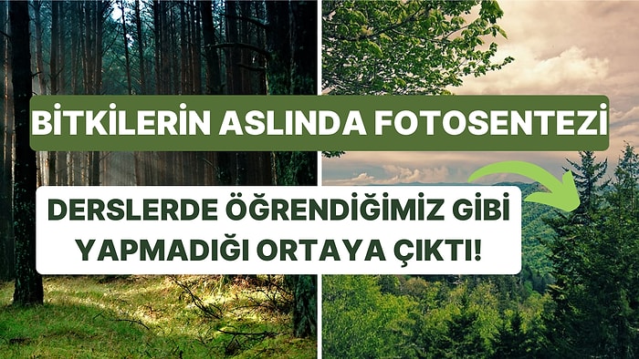 Bilim İnsanları Yanlışlıkla Fotosentezin Aslında Düşündüğümüz Gibi İşlemediğini Buldu!