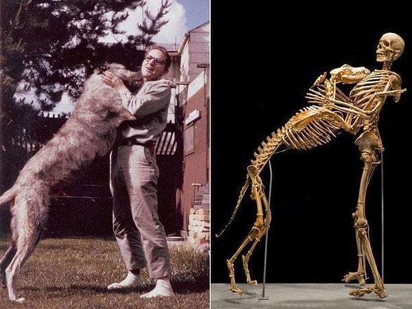 6. Antropolog ve kriptozoolog Grover Krantz öldüğünde vücudunu köpeğiyle birlikte bilime bağışladı 👇