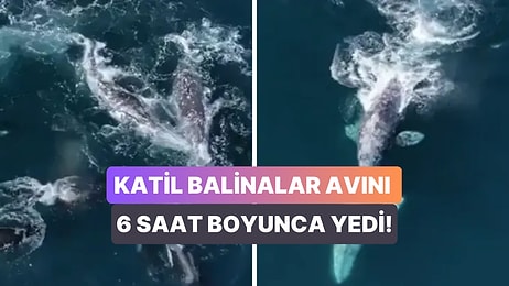 30 Katil Balinanın 2 Gri Balinayı Canlı Canlı Yediği Korkunç Anlar İzleyenleri Hayrete Düşürdü