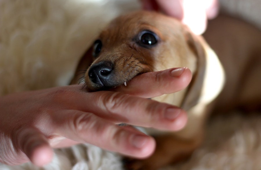 Rüyada Köpek Isırması İnsanlara Çok Çabuk mu Güveniyorsunuz?